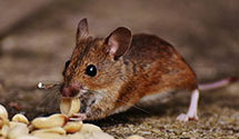 24 Hour & Emergency Exterminators in Windsor, CT